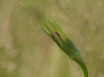 特拉戈波贡普拉滕西斯野生花自然背景特拉戈波贡普拉滕西斯