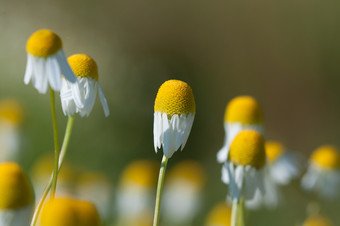 <strong>洋甘菊</strong>花自然背景<strong>洋甘菊</strong>花