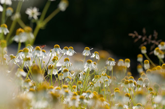 场<strong>洋甘菊</strong>花自然背景<strong>洋甘菊</strong>花