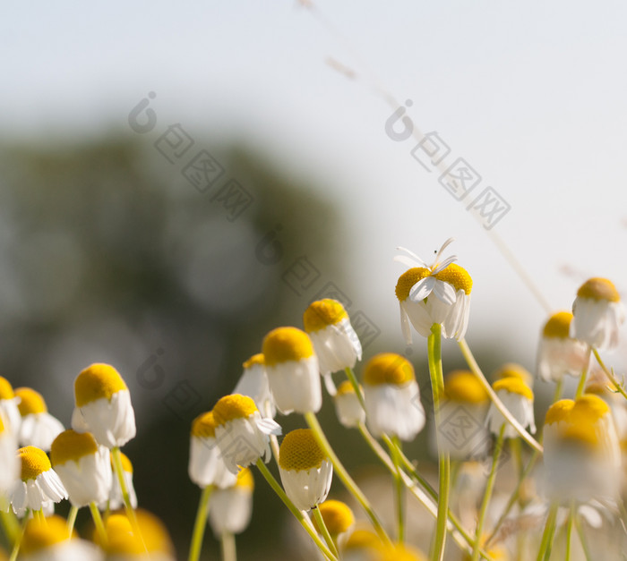 场洋甘菊花自然背景洋甘菊花