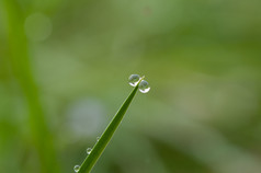 露水下降草早....光露水下降草