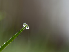 露水下降草的早....光露水下降草