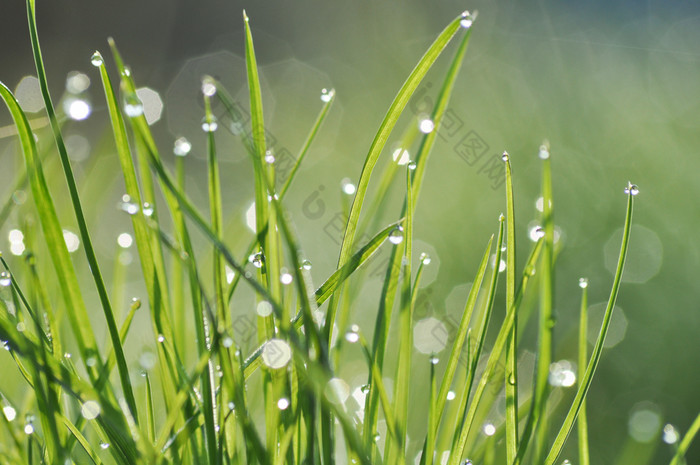 露水下降草的早....光露水下降草