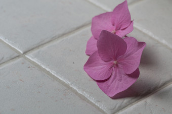 孤立的粉红色的绣球花流动白色瓷砖粉红色的绣球花花