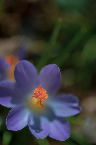 关闭藏红花花场自然背景关闭藏红花花场