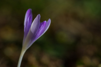 关闭<strong>藏红花</strong>花场自然背景关闭<strong>藏红花</strong>花场