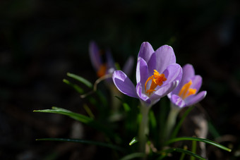 关闭<strong>藏红花</strong>花场自然背景关闭<strong>藏红花</strong>花场