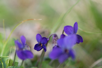紫罗兰色的违反了odorata关闭与场使用紫罗兰色的违反了odorata关闭与场使用春天