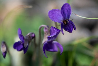 紫罗兰色的违反了odorata关闭与场使用紫罗兰色的违反了odorata关闭与场使用春天