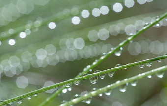 草与雨滴<strong>浇水草坪</strong>上雨模糊草背景与水滴特写镜头环境概念草与雨滴<strong>浇水草坪</strong>上雨模糊草背景与水滴特写镜头自然环境概念