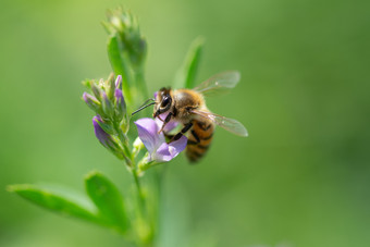 特写镜头蜂蜜蜜蜂授粉苜蓿花自然背景蜂蜜蜜蜂授粉苜蓿花自然背景
