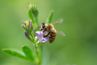 特写镜头蜂蜜蜜蜂授粉<strong>苜蓿</strong>花自然背景蜂蜜蜜蜂授粉<strong>苜蓿</strong>花自然背景