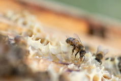 关闭视图蜂蜜蜜蜂apimellifera工作蜂窝关闭视图蜂蜜蜜蜂工作蜂窝