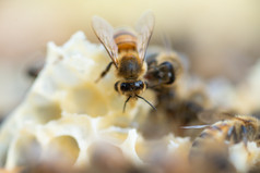 关闭视图蜂蜜蜜蜂apimellifera工作蜂窝关闭视图蜂蜜蜜蜂工作蜂窝