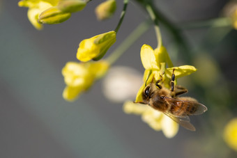 蜜蜂收集花蜜和花粉的黄色的花开花托斯卡纳甘蓝蜂蜜蜜蜂收集花粉的黄色的花开花托斯卡纳甘蓝