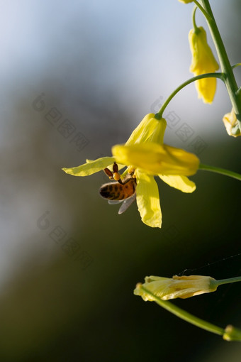 蜜蜂收集<strong>花蜜</strong>和花粉的黄色的花开花托斯卡纳甘蓝蜂蜜蜜蜂收集花粉的黄色的花开花托斯卡纳甘蓝