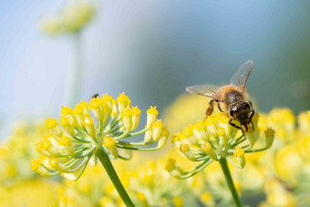 蜂蜜最好apimellifera授粉茴香花自然背景蜂蜜蜜蜂apimellifera授粉茴香花