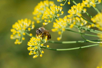 蜂蜜最好apimellifera<strong>授粉</strong>茴香花自然背景蜂蜜蜜蜂apimellifera<strong>授粉</strong>茴香花