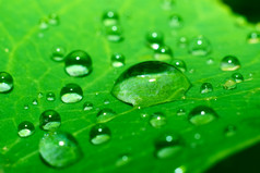 绿色叶与水滴