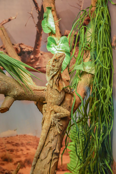 关闭肖像绿色鬣蜥分支与美丽的自然背景玻璃容器