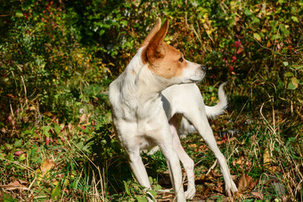 快乐和活跃的白色和棕色（的）狗在户外的草阳光明媚的夏天一天可爱的动物系列照片快乐和活跃的白色和棕色（的）狗在户外的草