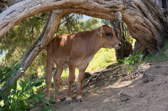可爱的小牛下树山吉尔吉斯斯坦可爱的小牛下树山