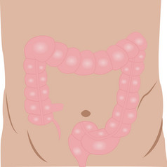 大肠解剖学色彩斑斓的画白色背景
