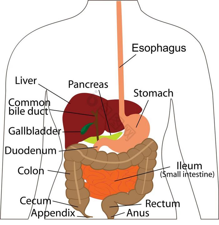 消化系统图表消化器官人类身体向量插图人类图片