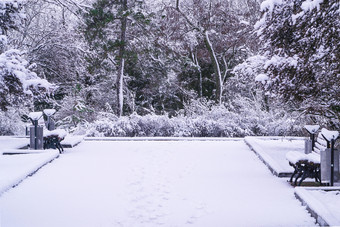 自然冬天景观树覆盖与<strong>雪</strong>后暴<strong>雪的照片</strong>可以使用为天气预测自然冬天景观后暴<strong>雪</strong>