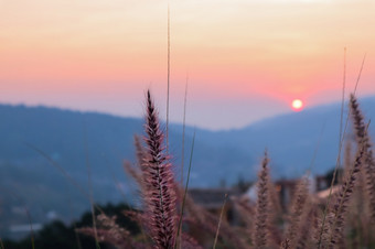 艺术摘要春天日落视图背景夏天背景与<strong>野生</strong>草spicas艺术摘要春天背景夏天背景与新鲜的草