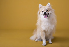 波美拉尼亚的品种狗说谎与它的头提高了和坚持出它的舌头黄色的背景