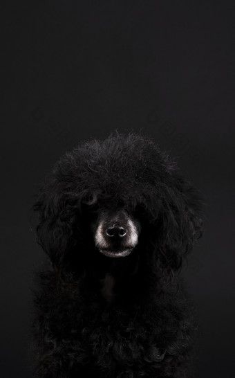 肖像黑色的贵宾犬狗与白色鼻子和非洲式发型发型