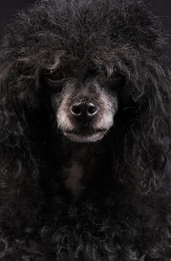 肖像黑色的<strong>贵宾犬</strong>狗与<strong>白</strong>色鼻子和非洲式发型发型