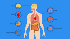 人类器官内部图身体人类内部器官大脑心肺肝胃肠