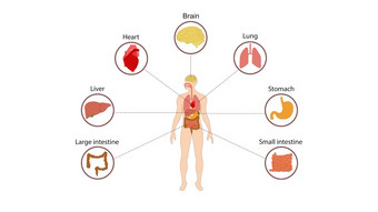 人类器官内部图身体人类内部器官<strong>大脑</strong>心肺肝胃肠
