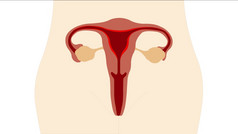 卵巢和女生殖系统