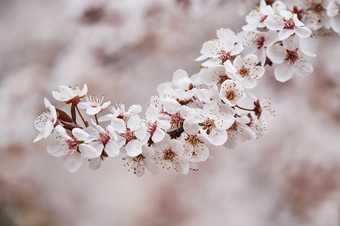 分支樱桃树与樱桃花朵春天