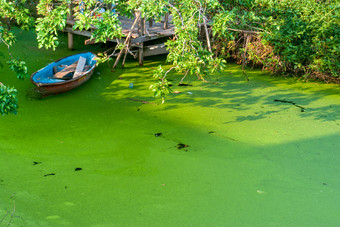 划艇那<strong>停运</strong>河完整的绿色藻类