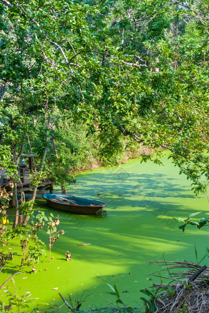 划艇那停运河完整的绿色藻类