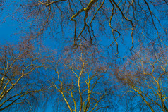 树前对蓝色的天空详细的树分支机构的花园伦敦保存的地球概念