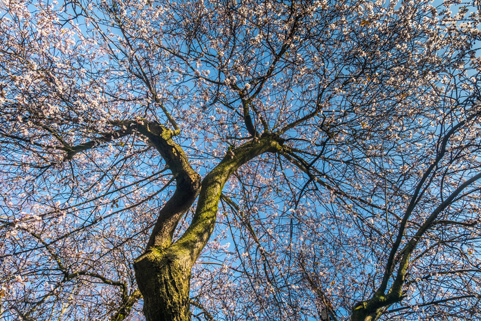 春天樱桃花朵是完整的树点缀与蓝色的天空美丽的合适的为背景图片