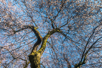 <strong>春</strong>天樱桃花朵是完整的树点缀与蓝色的天空美丽的合适的为背<strong>景图</strong>片