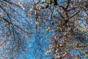 春天樱桃花朵是完整的树点缀与蓝色的<strong>天空</strong>美丽的合适的为<strong>背景图片</strong>
