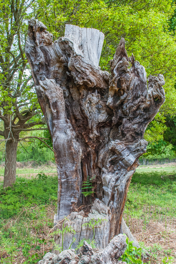 树干的树树年龄根和大茎合适的为使背景图片