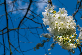 春天花背景小白色樱桃李子开花模糊合适的为使背景图片