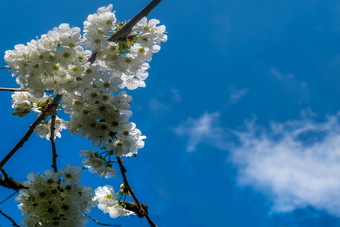 春天花背景小白色樱桃李子开花模糊合适的为使背景图片