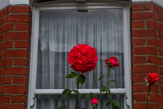 伦敦三月英语玫瑰的前面院子里西斯
