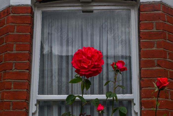 伦敦三月英语玫瑰的前面院子里西斯