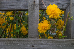 黄色的开花植物中国棣棠属粳稻pleniflora的栅栏合适的为背景图片