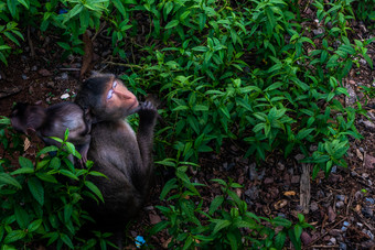 猴子crab-eating短尾猿与幼崽自然场景猴子与幼崽猴子爱视图